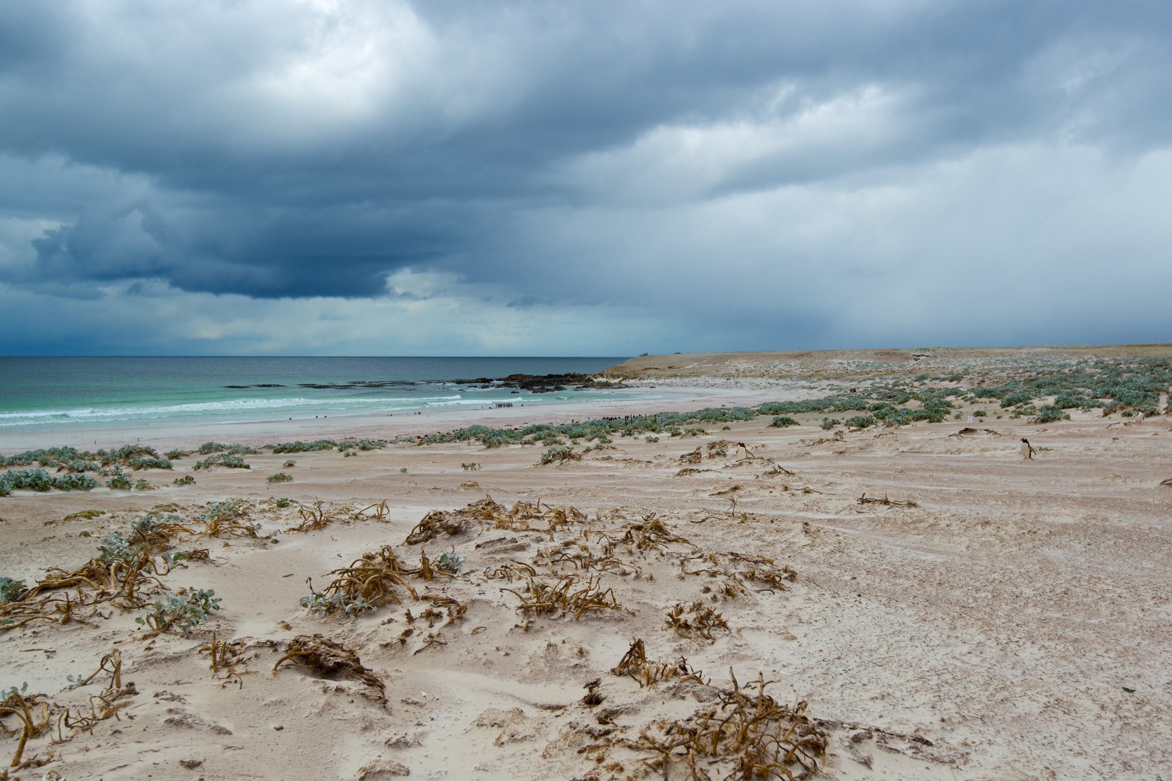 grave cove (3).webp